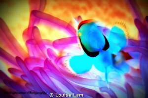Colors in Motion
 by Louisa Lam 